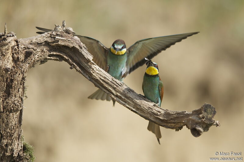 European Bee-eater adult, identification, Behaviour