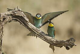 European Bee-eater