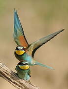 European Bee-eater