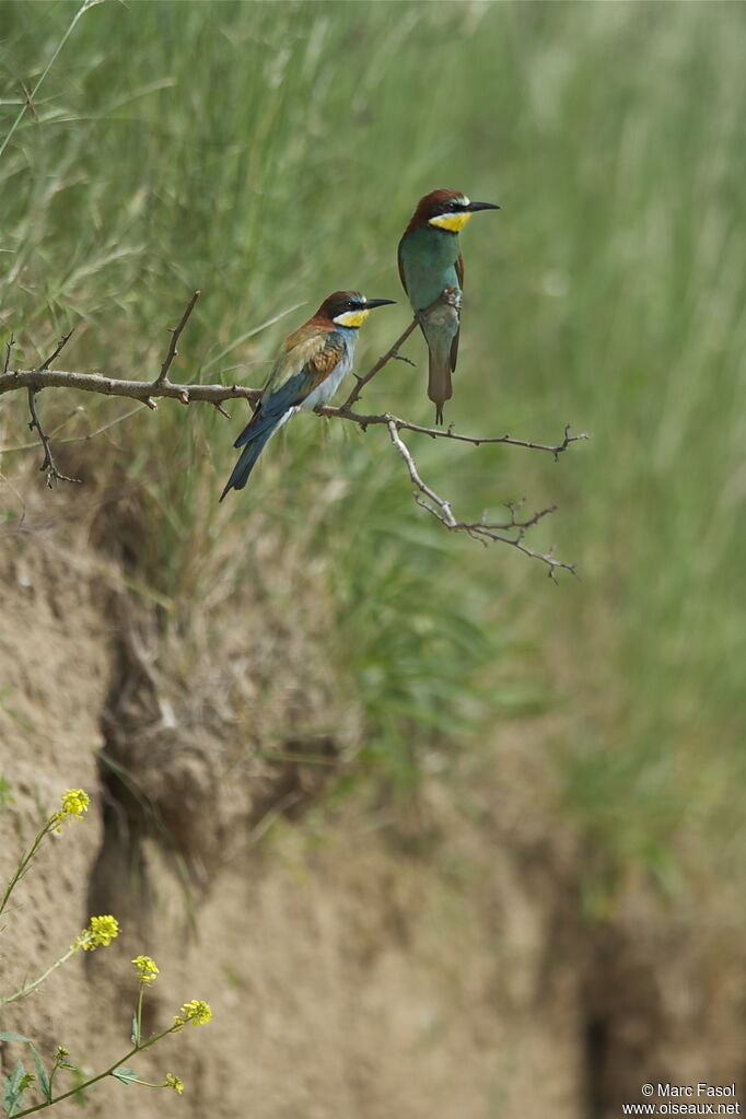 European Bee-eater , identification