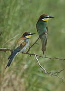 European Bee-eater