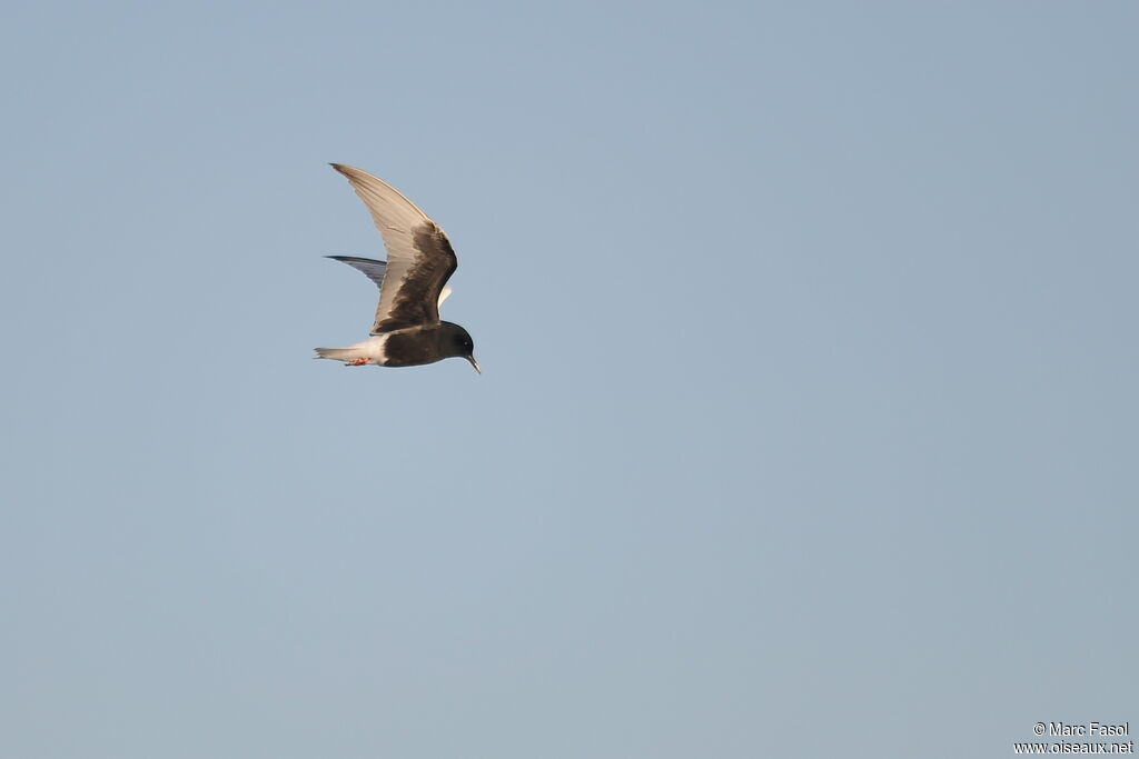 Guifette leucoptèreadulte nuptial, Vol