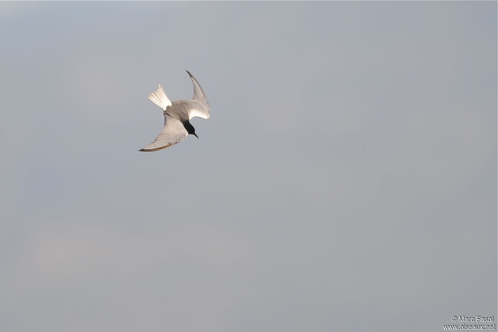 Guifette leucoptèreadulte nuptial, Vol