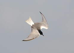 White-winged Tern