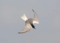 White-winged Tern