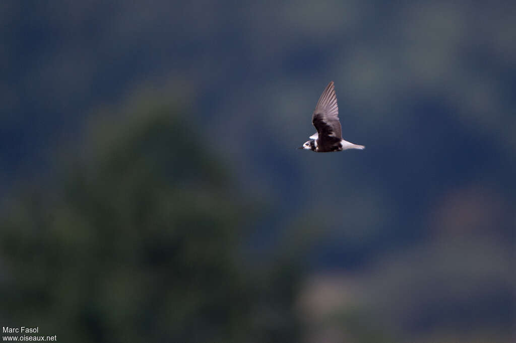 White-winged Ternadult transition, Flight