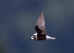 White-winged Tern