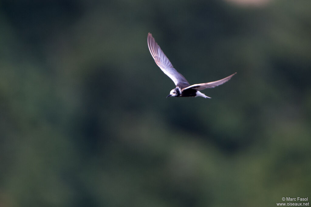 White-winged Ternadult post breeding, Flight