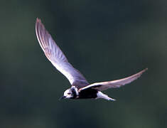 White-winged Tern