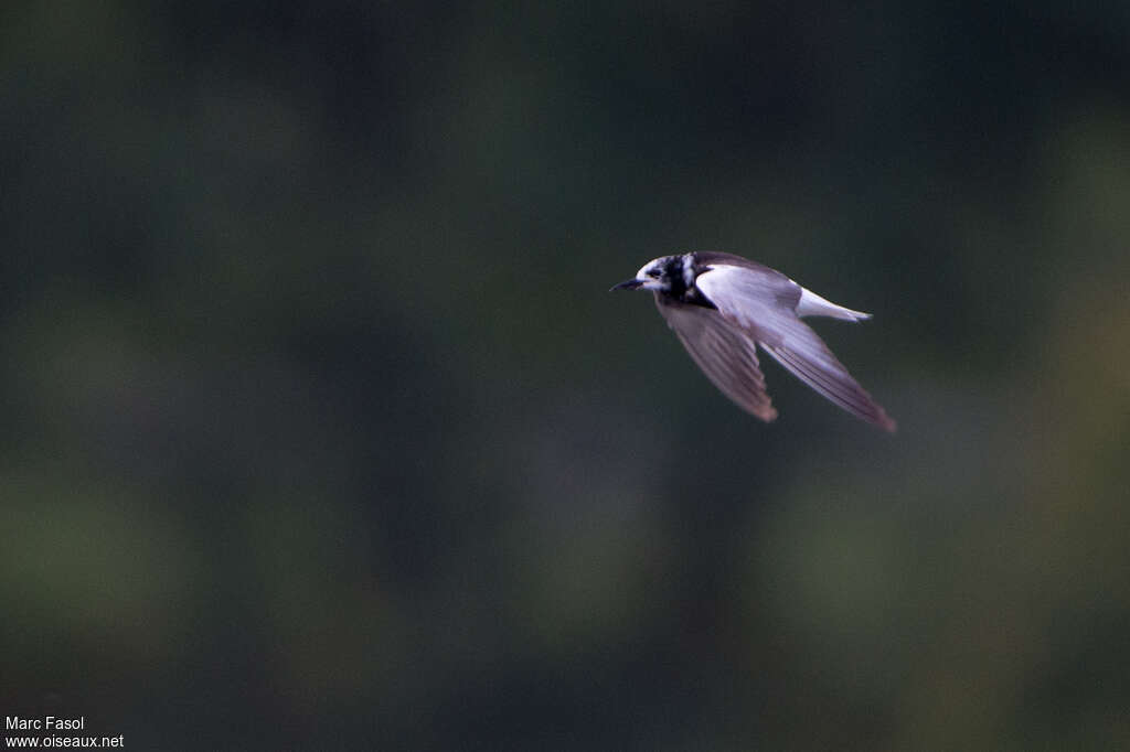 Guifette leucoptèreadulte transition, Vol