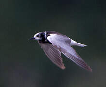 White-winged Tern