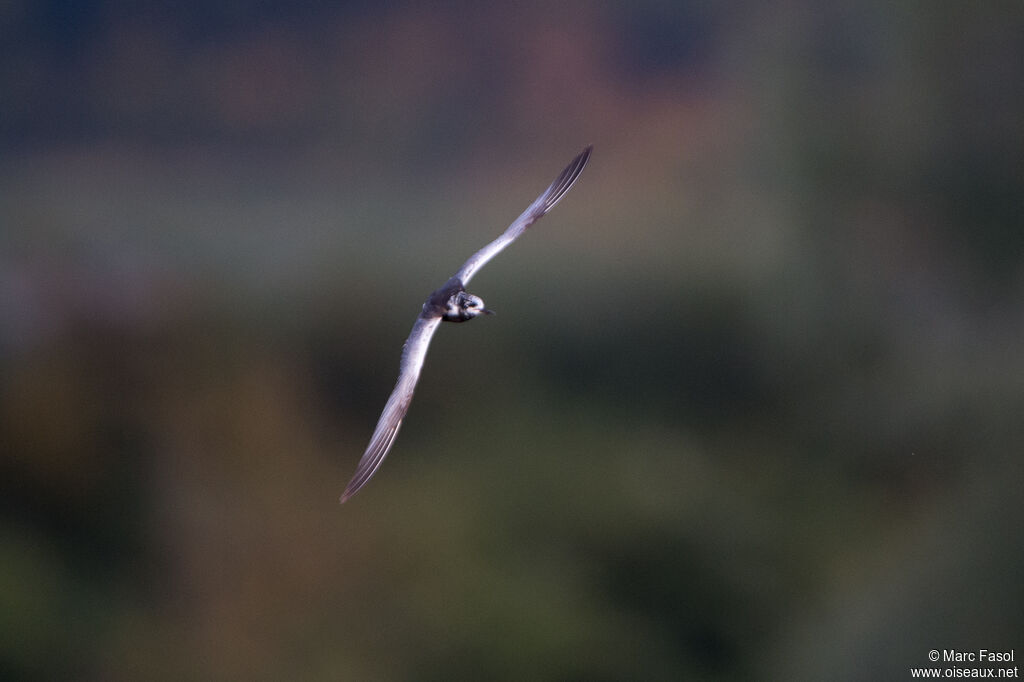 Guifette leucoptère