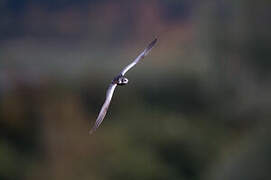 White-winged Tern