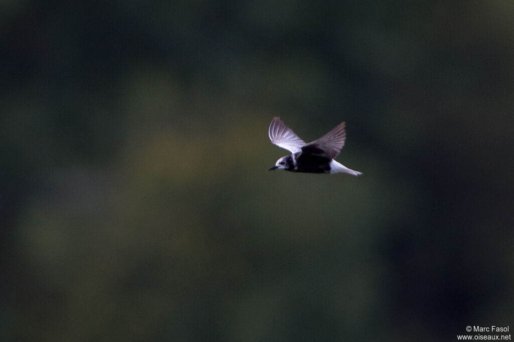 White-winged Ternadult post breeding, Flight