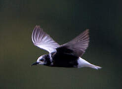 White-winged Tern