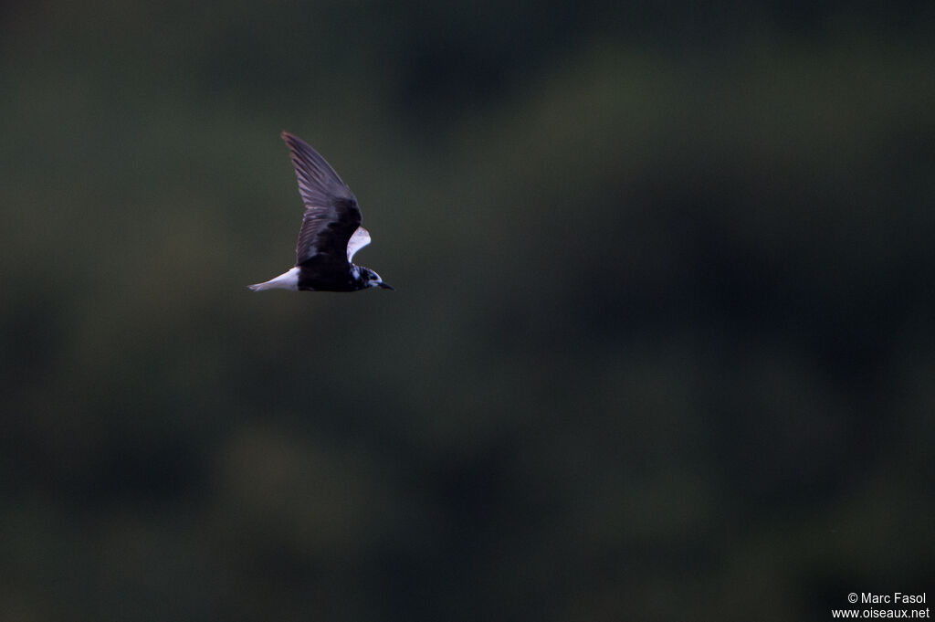 Guifette leucoptèreadulte internuptial, Vol