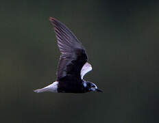 White-winged Tern