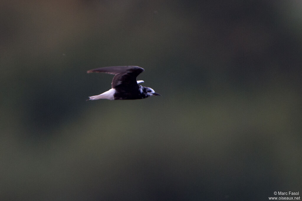 White-winged Ternadult post breeding, Flight