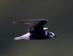 White-winged Tern