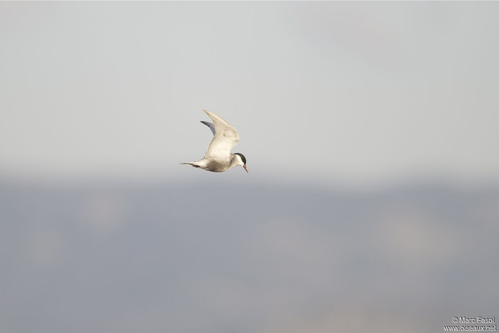 Whiskered Ternadult, Flight