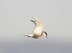 Whiskered Tern