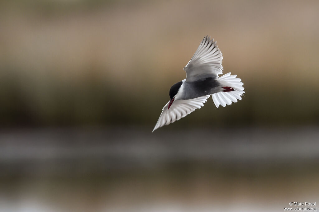 Whiskered Ternadult breeding, Flight