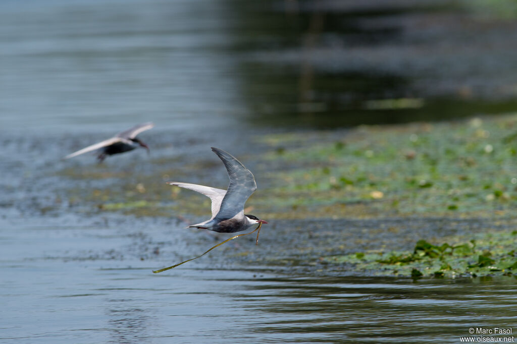 Whiskered Ternadult breeding, identification, Reproduction-nesting