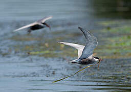 Whiskered Tern