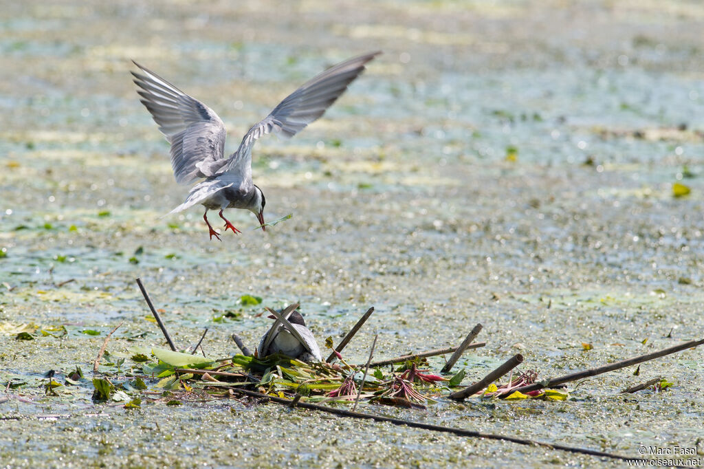 Whiskered Tern , identification, Reproduction-nesting, Behaviour