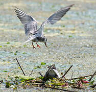 Whiskered Tern