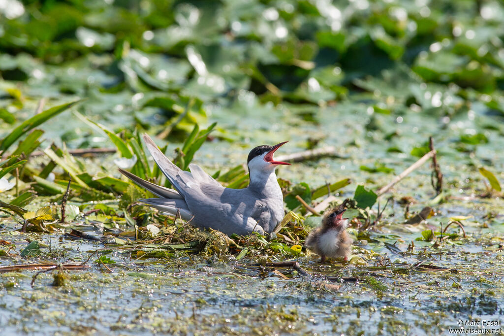 Whiskered Ternadult breeding, identification, Reproduction-nesting, Behaviour