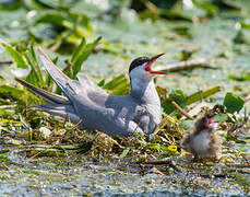 Whiskered Tern