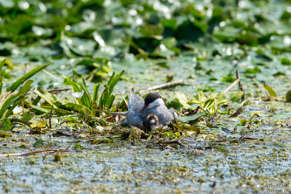 Whiskered Ternadult breeding, identification, Reproduction-nesting, Behaviour