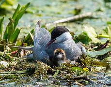 Whiskered Tern