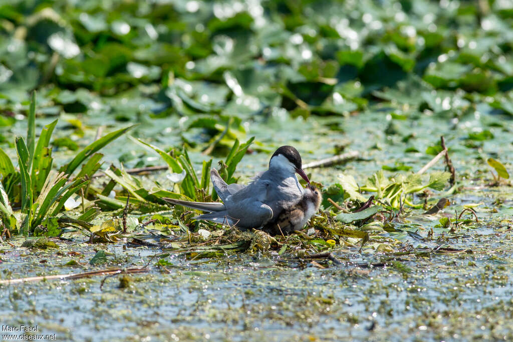 Whiskered Tern, Reproduction-nesting, Behaviour