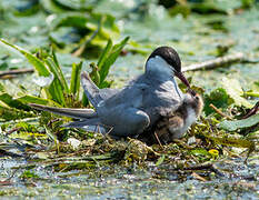 Whiskered Tern