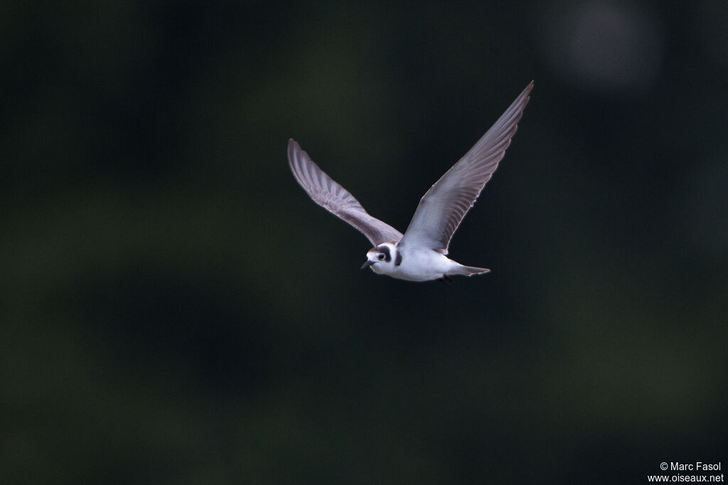 Black Ternadult post breeding, Flight