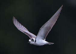 Black Tern