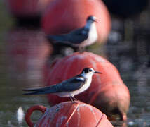 Black Tern