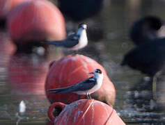 Black Tern