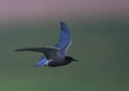 Black Tern