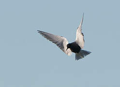 Black Tern