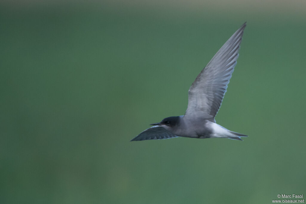 Black Ternadult, Flight