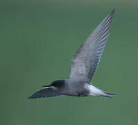 Black Tern