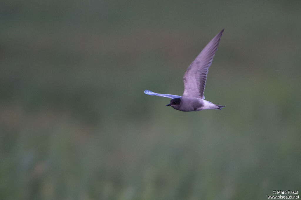 Black Ternadult, Flight