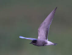 Black Tern