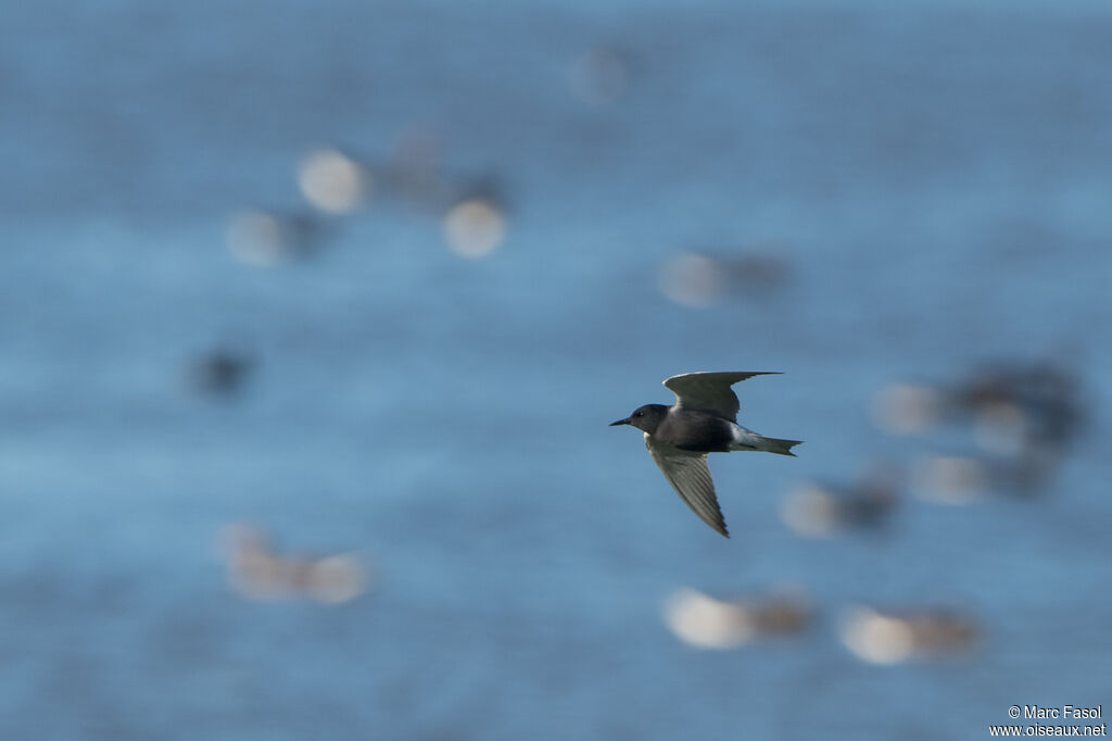 Black Ternadult, Flight