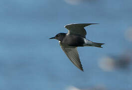 Black Tern