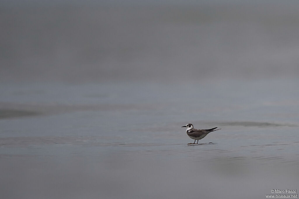 Guifette noireadulte, identification