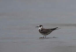 Black Tern